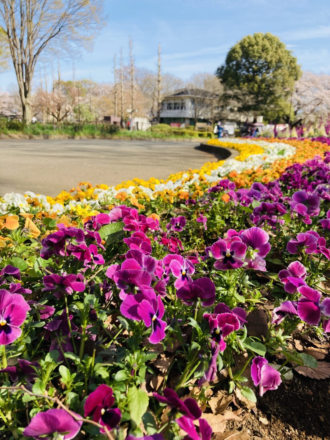 小金井公園 桜の名所にして、花と木々に溢れる広大な公園 | トアルの五つの書 小金井公園 桜の名所にして、花と木々に溢れる広大な公園 | トアルの五つの書